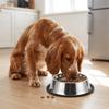 Anti-tip Pet Bowl Rustproof Pet Drinking Bowl Durable Use Cat Food Bowl  Pet Rest Area