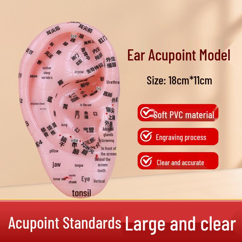 Acupuncture Ear Model: TCM Acupoint & Reflexology Massager for Children 17.8 cm