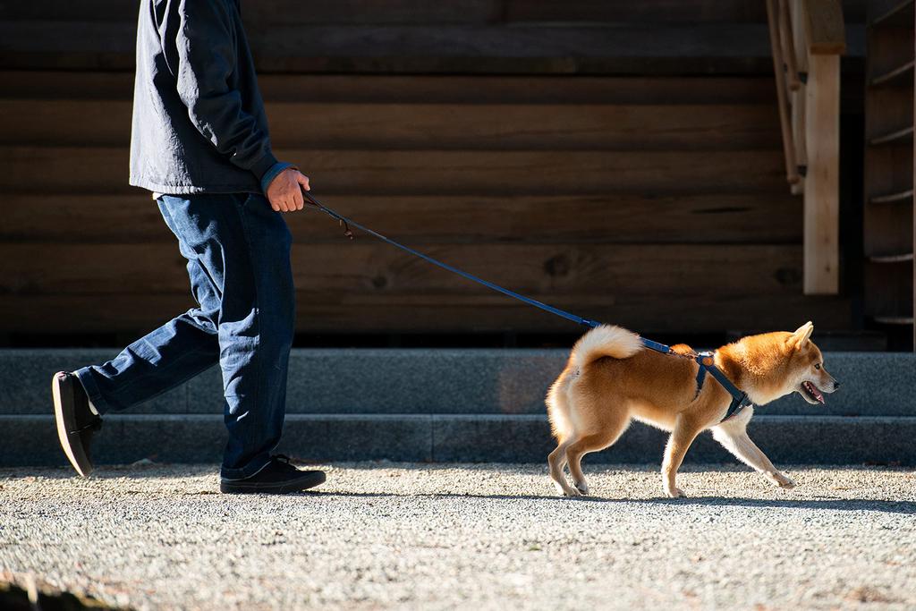 EZYDOG (Authorized Distributor) Soft Trainer Dog Leash, Denim, 120cm