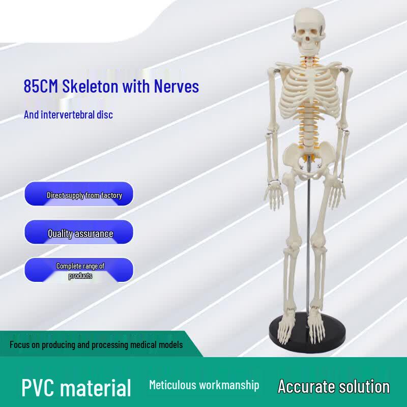 Jiangbo 85CM Human Anatomy Model