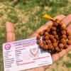 LAB CERTIFIED 54+1 Guru Bead Indian Origin Rudraksha Mala 5 Mukhi 5 Faces Lord Shivas Rosary Jaap Mala Yoga Prayer Healing Meditation