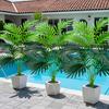 1PC Outdoor Artificial Green Plants, High Simulation Palm Tree Sets, Indoor/outdoor Use, Excluding Flower Pots. KTY