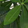 Artificial Lucky Chestnut Tree with Pot 85 Cm Green