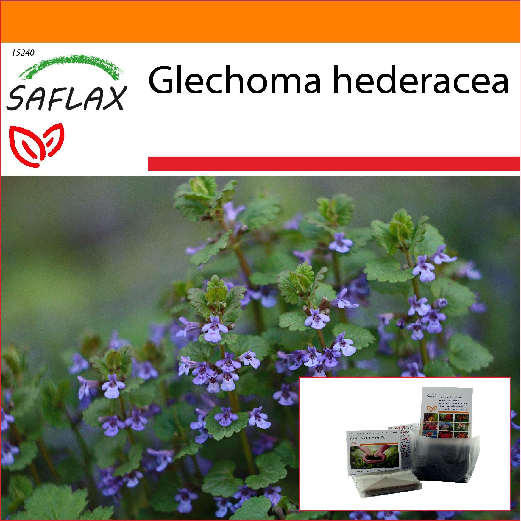 SAFLAX - Garden in the Bag - Lierre terrestre - 75 graines - Avec substrat dans un sac à pied - Glechoma hederacea