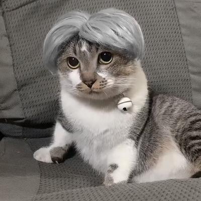 Natural Wig Funny Pet Dog Hair Headwear Curly Hair