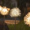 windflower Blowball Solar Lights IP65 Waterproof Solar Landscape Lights  Landscape Decor