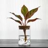 Glass Flower Vase Transparent Flower Pot Micro Landscape Bonsai Mountain Viewing Bottle  Gift
