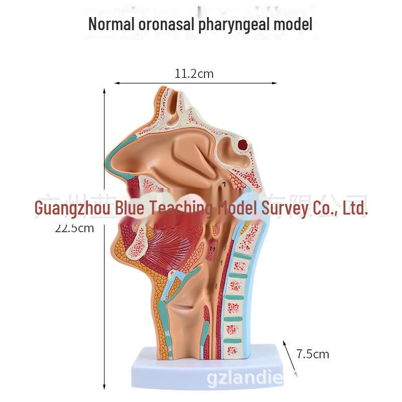 Анатомическая модель носовой, ротовой и глоточной полостей с срединным разрезом глотки, модель ЛОР-органов 23.5*11*11CM