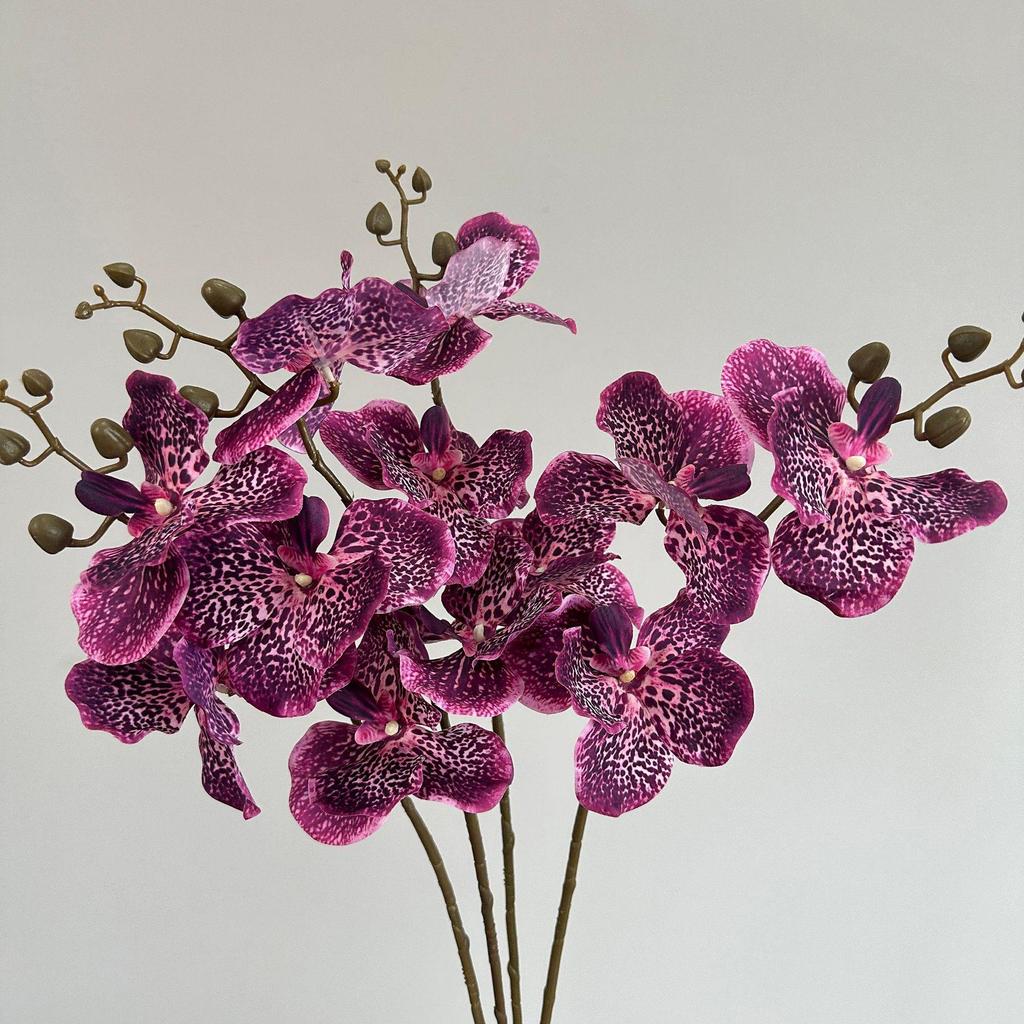 Moisturizing Phalaenopsis Vanda Orchid for Wedding and Home Decor
