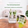 Hydroponic Tulip Planter with Plastic Basket 4 Holes Soilless Flower Pot Hydroponic Glass Planter Vase Self Watering Flowerpot