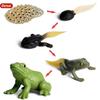Oenux Simulation Luna Moth Salmon Butterfly Ants Life Growth Cycle Animals Model Action Figures Educational Miniature Kids Toy