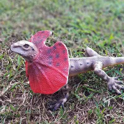 LANKA NOVETĂŢI | Figurina animale | Soparla Platypus