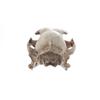 Funny Animal Skull Ornament Scary Artificial Skull Head Halloween Cat Skull Model  Haunted House