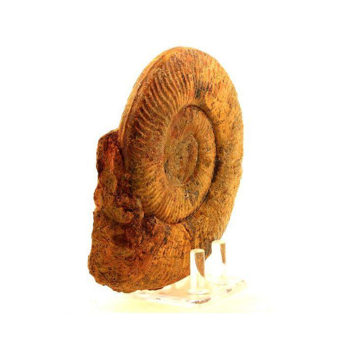 Pierres et Minéraux. Fossile Pseudogrammoceras Fallaciosum. 4291.0 ct. (12 cm) Belmont-d'Azergues, Rhône, France.