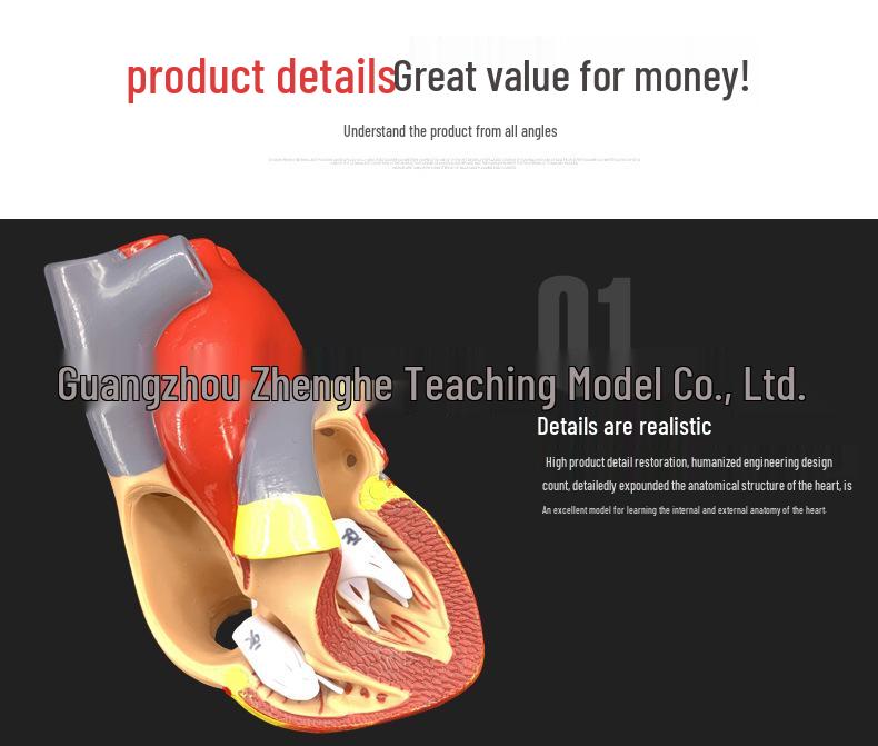 Natural Heart Anatomy Model for Cardiology and Ultrasound Teaching