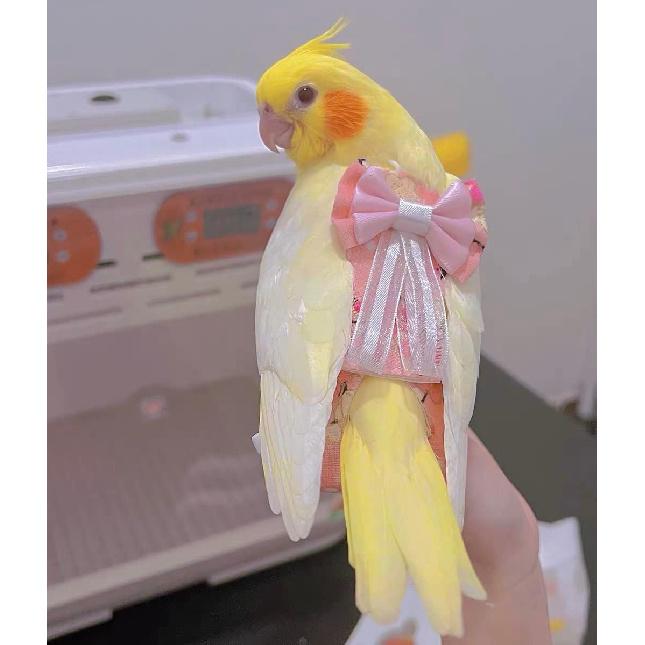 Bird Flight Suits Diapers, Parrot Diapers for Monk Parakeets, Cockatiels Flight Suits, Parrot Clothes, Bird Training Nappy Suit Liners Clothes