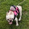 Hund Einstellbares Trainingsgeschirr Weste Rucksack Gürtel Bequemes Hundewestengeschirr für mittelgroße Hunde Rucksackweste Gelb S