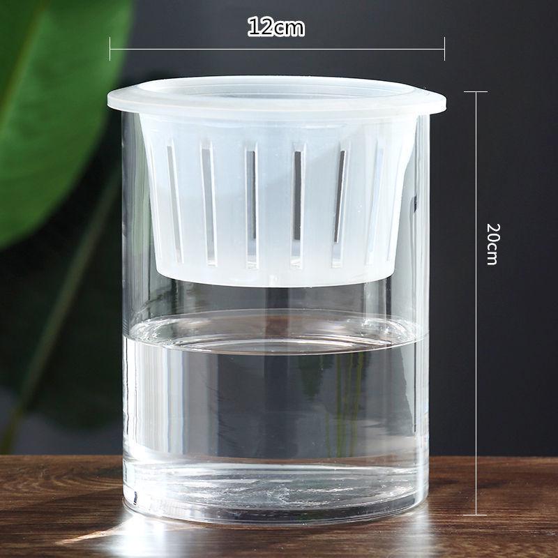 Hydroponic Glass Cylinder Vase for Pothos & Peace Lily - Transparent Water Culture Container with Free Shipping.