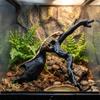 3D Imitation Reptile Climbing Branch Natural Style Hermit Crab Climbing Toy  Snake Spider Cage