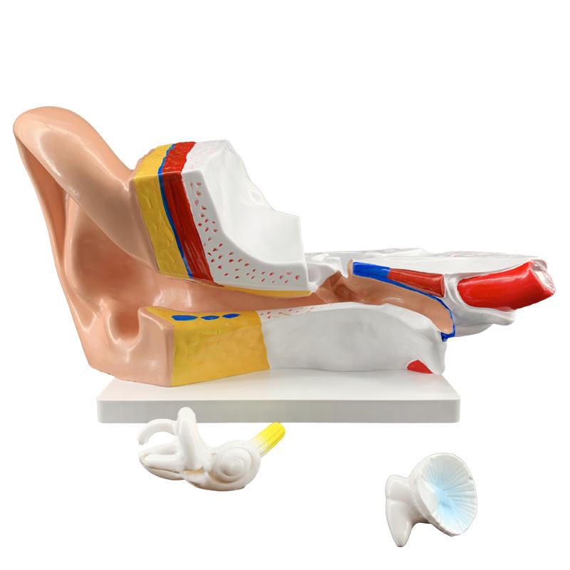 Set of 2 Large Human Ear Anatomical Models with 3x Magnification