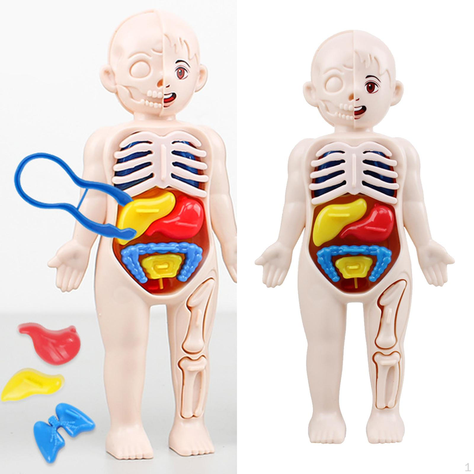 

Human Body Torso Removable Organs DIY Toys for Kids Laboratory Tool Organ Science