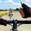 car Dashboard Decorations Shaking Head Cat Bobble Dashboard Decorations Dancing Toys 2D Acrylic Decorative Interior Accessories