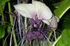 SAFLAX Giant Bat Flower White - 10 Seeds - Tacca Nevia White