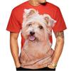 Yorkshire Terrier Pet Dog 3D Print T-Shirts Streetwear Men Women Fashion Short Sleeve O-Neck T Shirt Male Tees Tops Man Clothing