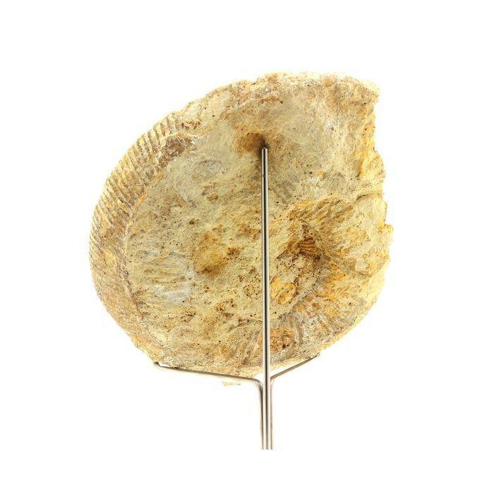 Pierres et Minéraux. Fossile Bajocisphinctes 1167.60 ct. Calvados, France.