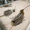 Realistic Cockroach Cat Costume with Detachable Wings Funny Cockroach Clothing for Cat | Cosplay Dress Up DIY Material Pack