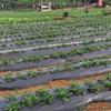 Vegetable Greenhouse Plants Grow Garden Supplies Mulch Film Perforated Film Agriculture Supplies