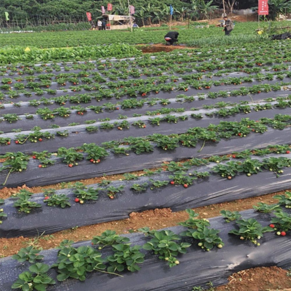 Vegetable Greenhouse Plants Grow Garden Supplies Mulch Film Perforated Film Agriculture Supplies