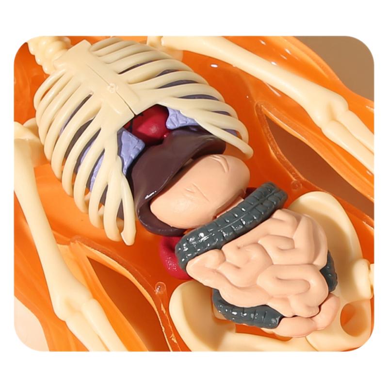 Human Skeleton & Organs Model for Medical Teaching and Science Education