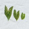Syngonium Podophyllum Dried Pressed Flowers for DIY Leaf Art or Epoxy Frame.