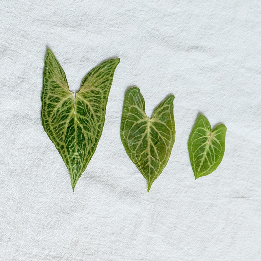 Syngonium Podophyllum Dried Pressed Flowers for DIY Leaf Art or Epoxy Frame.