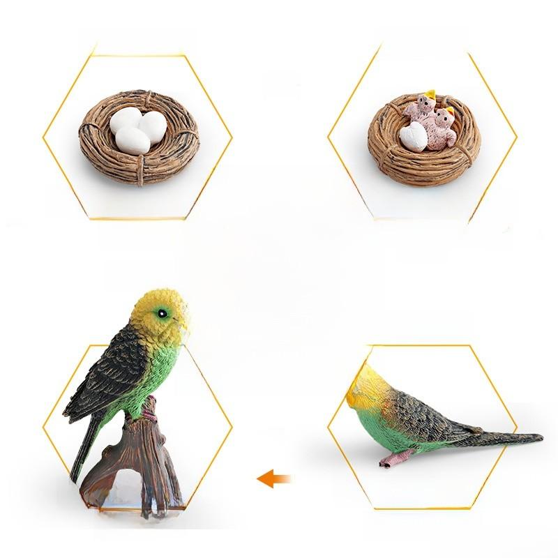 Childrens Parrot Model Pvc Growth Cycle Educational Bird Display For Kids