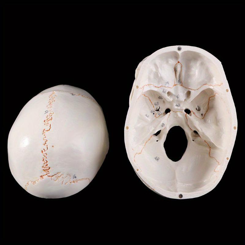 1pcs Medical Props Model Life Size Human Skull Model Anatomical Anatomy Medical Teaching Skeleton Head Studying Teaching Supplies