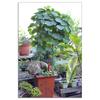 1Pc/3Pcs/5Pcs Garden Trellis Plant Support Cages Stakes for Garden Climbing Plants Flower Vegetable