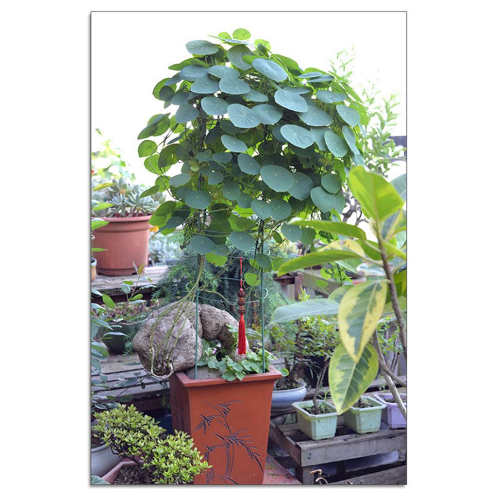 1Pc/3Pcs/5Pcs Garden Trellis Plant Support Cages Stakes for Garden Climbing Plants Flower Vegetable
