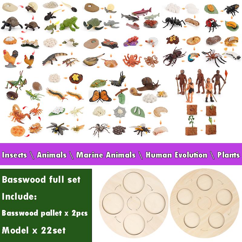 Life Cycle Board Montessori Kit Biology Science Education Toys for Kids Sensory Tray Animal Figure Life Cycle Sorting Wooden Toy