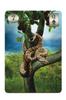 Lenormand Cards, 36 cards, for fortune-telling [Official Import] [Thelema Lenormand Oracle Cards] with Japanese instruction sheet, "Beautiful Digital