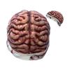 Brain Hat Party Hat 3D Realistic Costume Accessory Photo Prop for Stage Halloween Festival Performance Adults Men Haunted