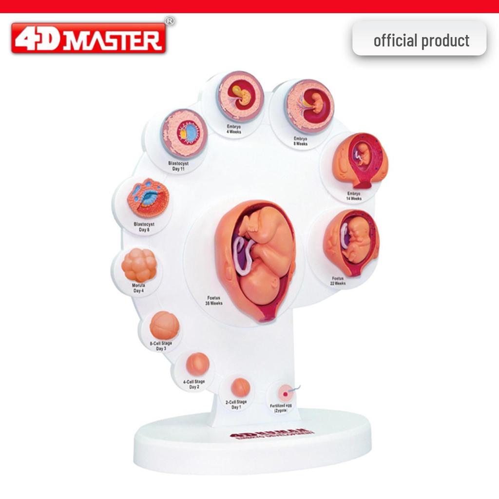 4D Knee Joint Ligament Anatomy Model for Medical Teaching
