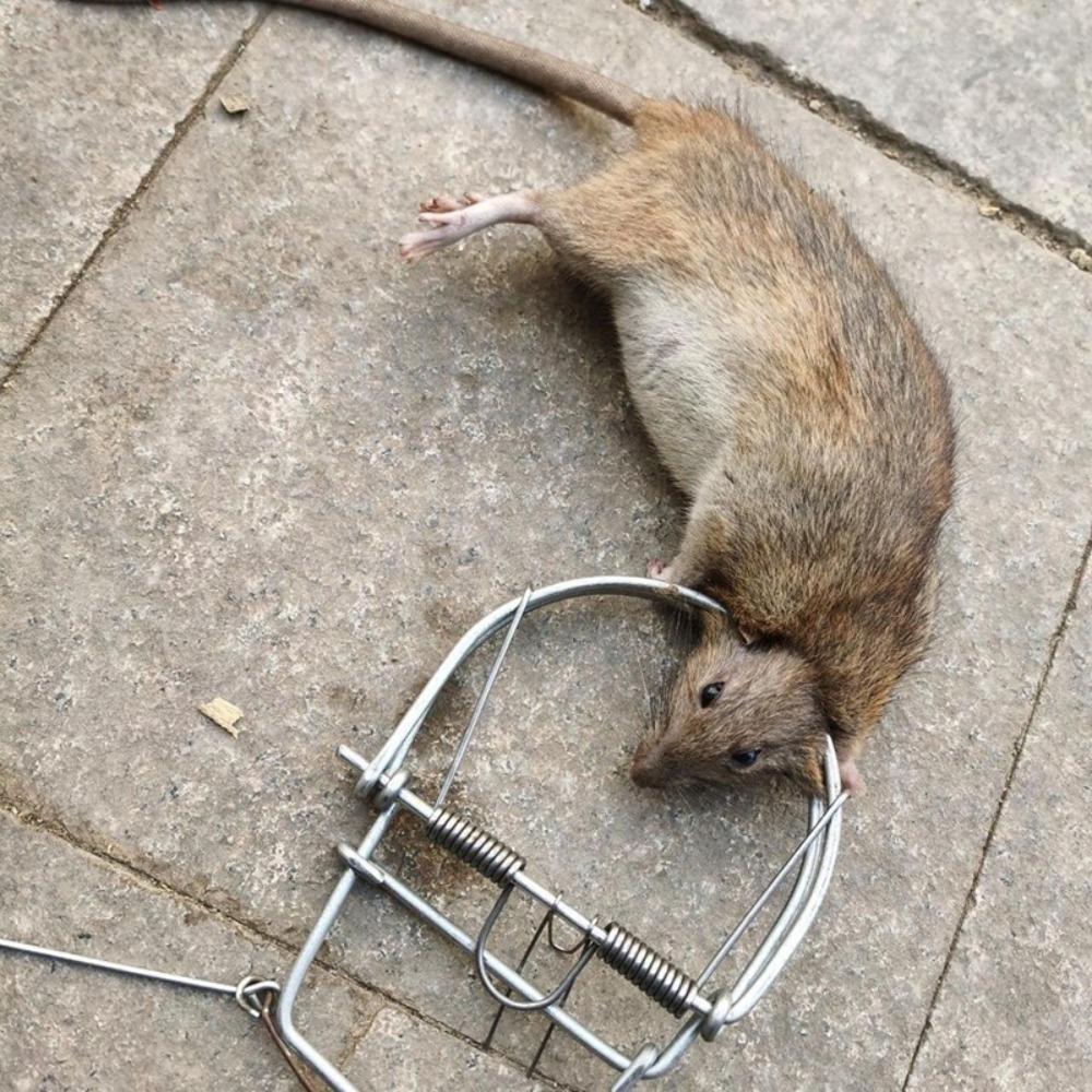 Harmless Self-locking Pest Control Garden Home Rat Trap Mouse Catcher Rodent Catcher Mousetrap