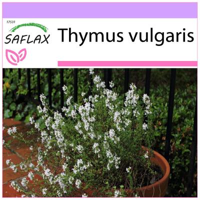 Timo comune - 200 semi - Thymus vulgaris
