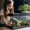 Pești și animale marine – Decorul acvariului