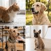 Solid Copper Dog Chain Square Link Smooth Polished Copper Pet Neck Band Heavy Duty Build Adjustable Loop