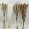 Whisk Rabbit Tail Grass Dried Flower Bouquet - Natural Pampas Grass & Small Reed