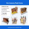 3D збільшена анатомічна модель тканин шкіри для медицини та краси - Доступна зі збільшенням 35x, 50x, 70x