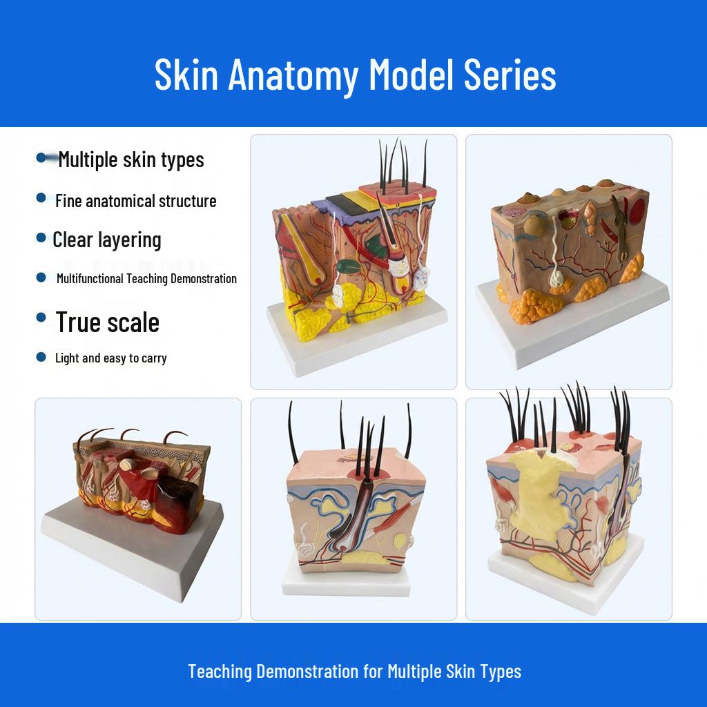 3D Увеличенная Анатомическая Модель Ткани Кожи для Медицины и Косметологии - Доступна с Увеличением 35x, 50x, 70x 35x Magnification Skin